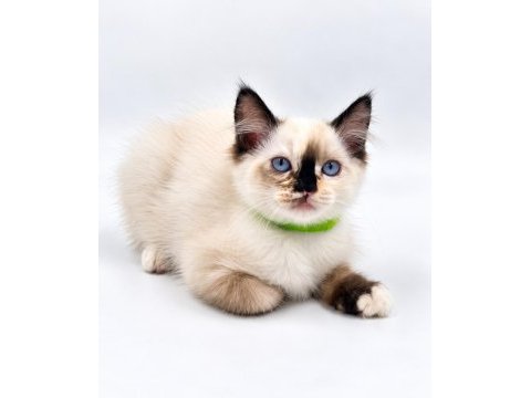 Yavru ragdoll kedileri