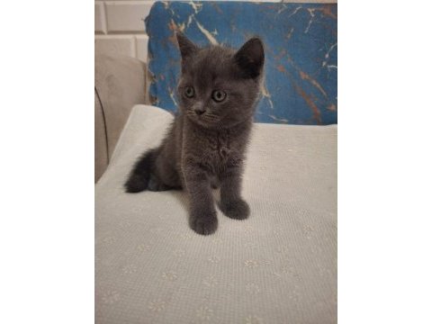 British shorthair kedisi