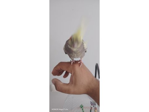 Full evcil yavru sultan papağanı