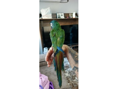 5 aylık bebek cüce macaw