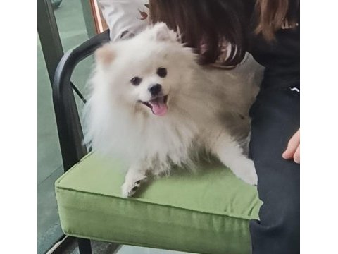 Beyaz pomeranian 15 aylık oğlum