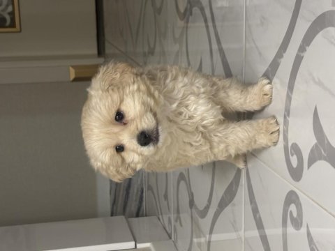2 aylık erkek tuvalet eğitimli yavru maltipoo