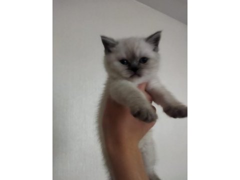 British shorthair yavru kedimiz