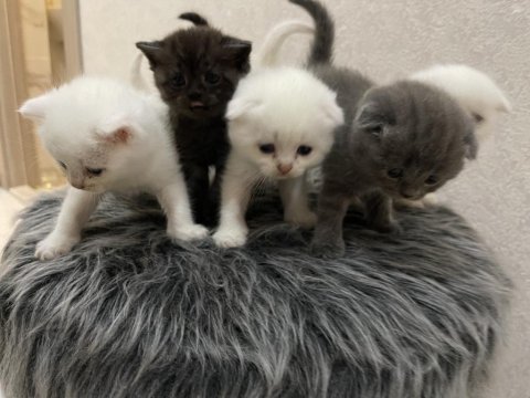 Scottish fold yavru beyaz ve gri