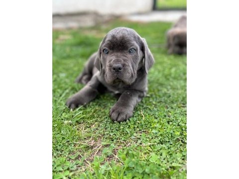 Blue cane corso yavrular