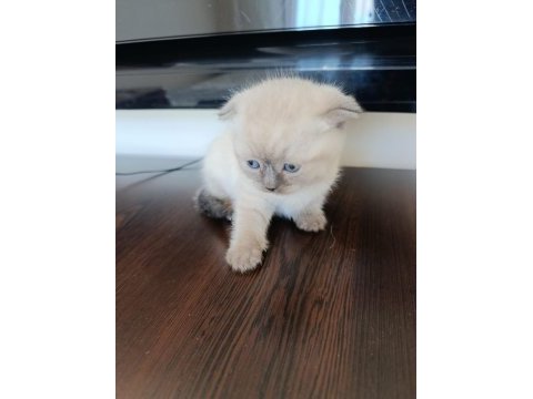 Scottish fold kedimiz
