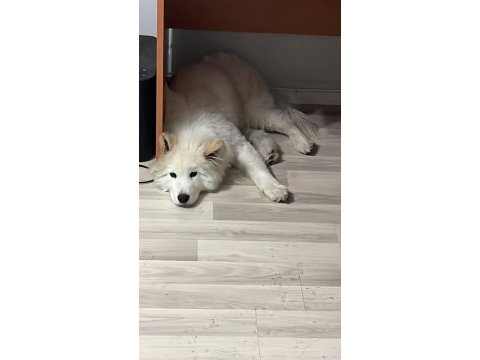 Çok akıllı çok sadık 4.5 aylık patili samoyed dostum