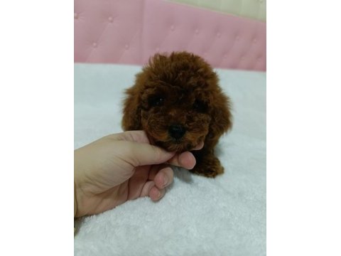 Kore kan poodle bebekler