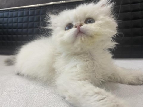 Dişi beyaz 2 aylık british longhair oyuncu prenses
