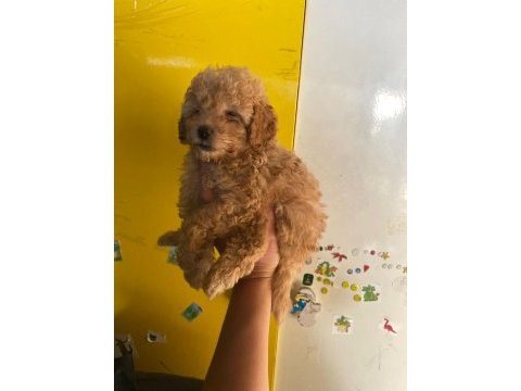 Irk ve sağlık garantili maltipoo beybi