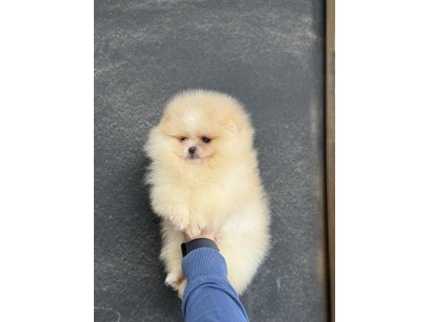 Üst kalite ayıcık surat pomeranian boo