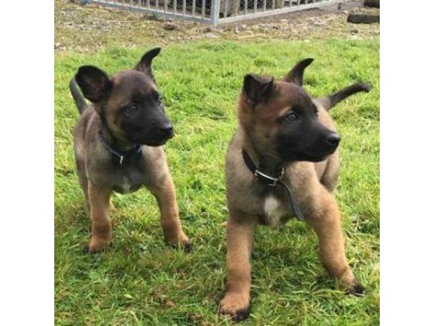 Bodyguard maskeli belçika kurdu yavrularım