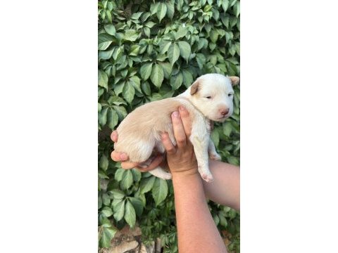 Temmuz doğumlu yeni border collie bebekler