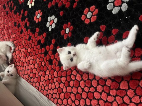Scottish fold 45 günlük