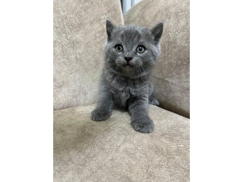 Safkan british shorthair ayı surat top kafa bebis