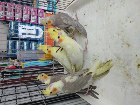 45-50 günlük bebek sultanlar ısırma bilmez