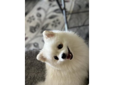 Pomeranian köpekler