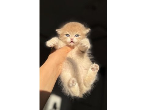 Nadir renk ay12 blue golden british longhair