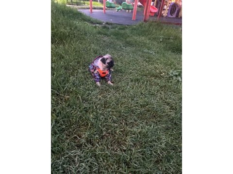 1 aylık dişi pug