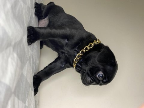 Pug bebekler yeni yuvasını arıyor
