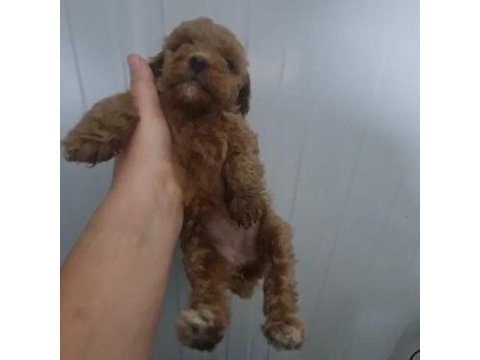 Toy poodle köpeğimiz