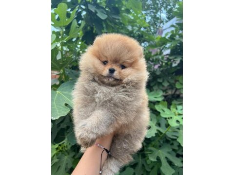 Satılık 2 tane safkan erkek yavru pomeranian
