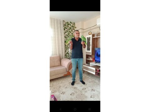 Ful evcil amazon papağanları