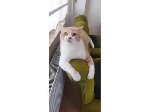 Sahiplendirme kedimiz için