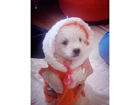 48 günlük maltese terrier