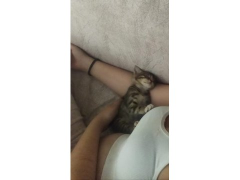 Bu küçük tekir bebeği ücretsiz sahiplendiriyorum