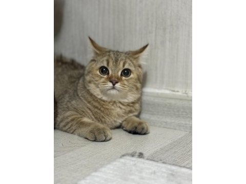 5 aylık dişi british shorthair