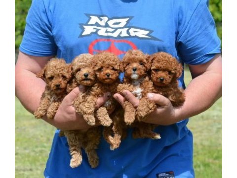 Kore toy poodle yavrularımız