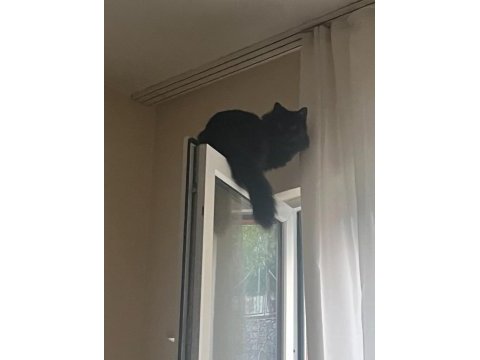 Kedimiz yodaya yuva olun acil sahiplendirmem gerekiyor
