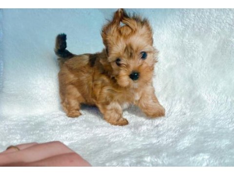 Safkan antiallerjik morkie yavrularımız