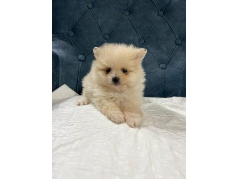 Pomeranian yavrularımız yeni ailesini arıyor