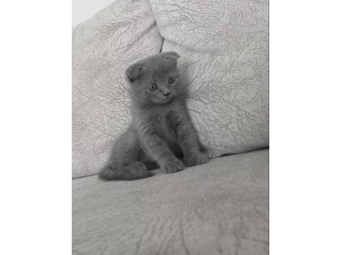 Acil yavru scottish fold