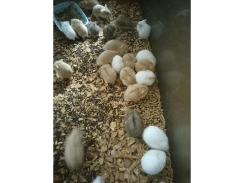 Toptan perakende gonzales hamster bebekler