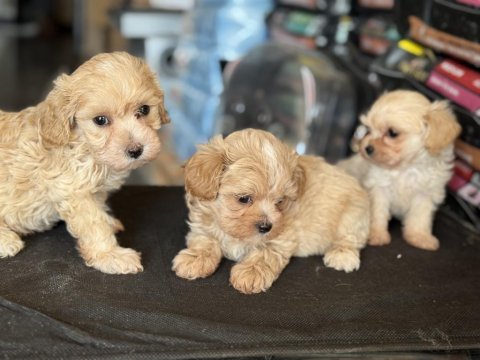 Petmode köpek çiftliğinde ziyarete açık maltipoo
