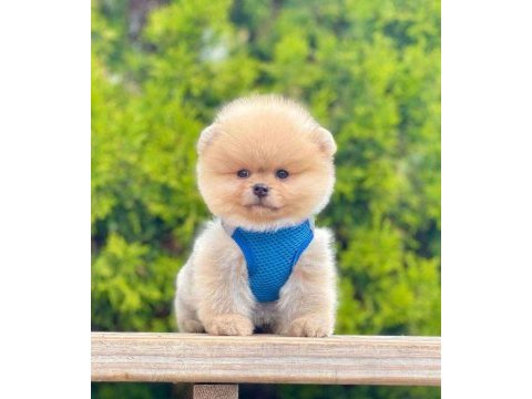 Safkan pomeranian boo bebekler