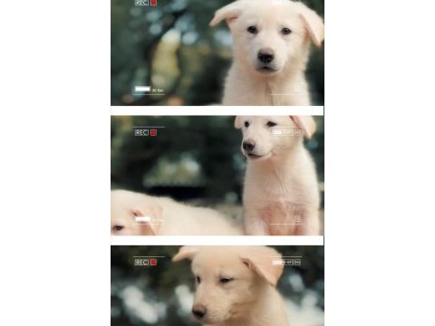 Solid white alman çoban köpeği yavrular