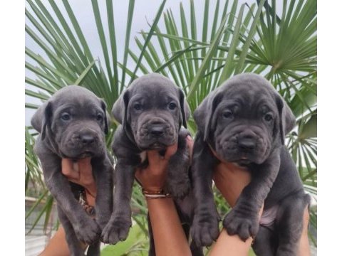 Cane corso yavrularımızı sahiplendirmek istiyoruz