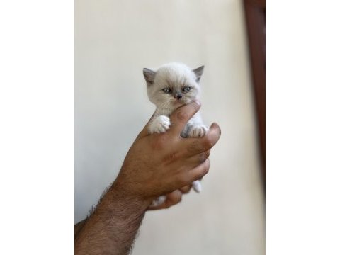 Irk ve sağlık garanti belgeli british shorthair yavruları