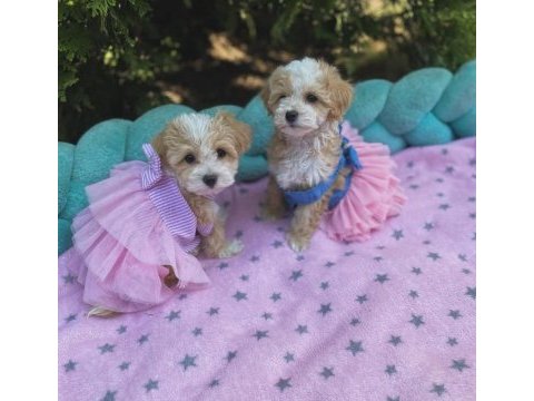 Maltipoo mini teacup yavrularımız