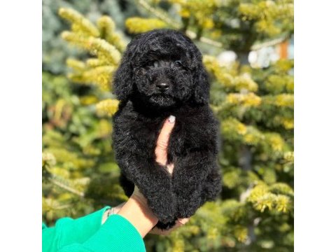 Siyah toy poodle kömür karası yavrumuz