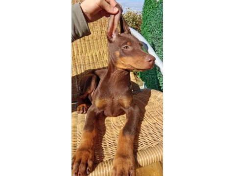 Kızıl asıl doberman yavru