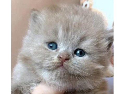 British longhair yavru