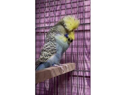 Show jumbo muhabbet kuşu