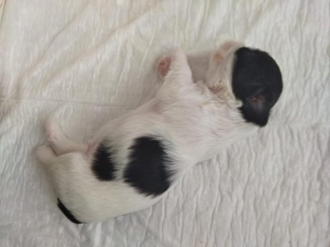 10 günlük yeni şitsu bebekler