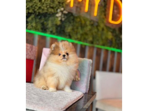Özel merle renk pomeranian boo dişi