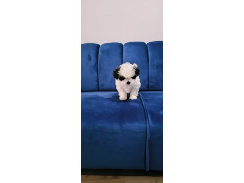 Shih tzu bebekler yeni yuvalarını arıyorlar